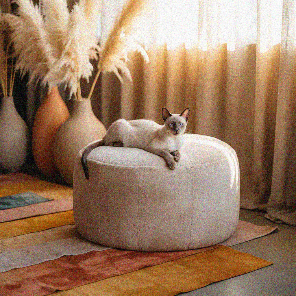 A cat lounges on a white ottoman, surrounded by soft light and decorative vases with pampas grass, in a cozy room setting.